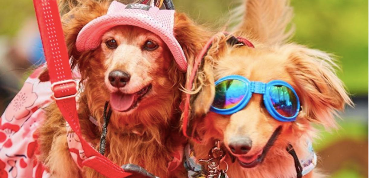 Woofstock 2019 – the year’s gone by so fast!