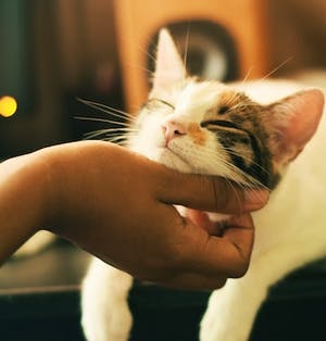 5 ways to pamper your animals during COVID-19