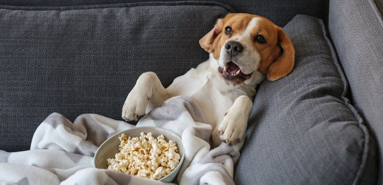 Top 5 films about dogs