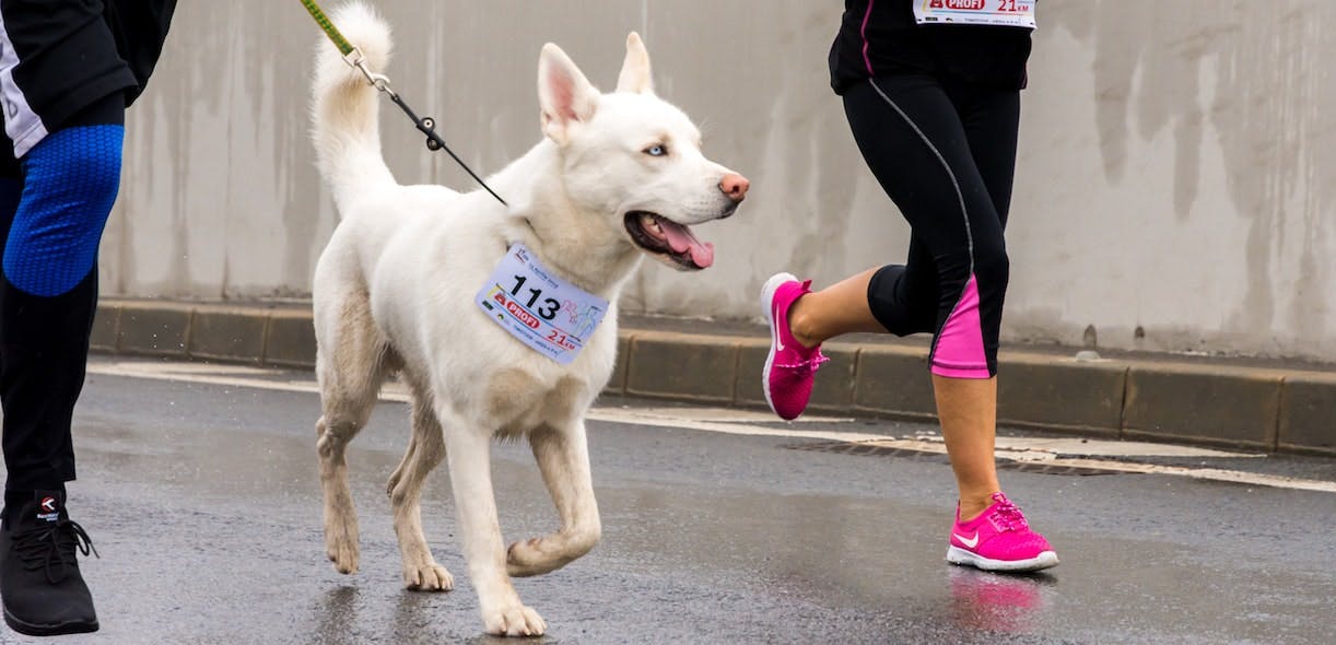 Running with your doggie: here’s your how-to