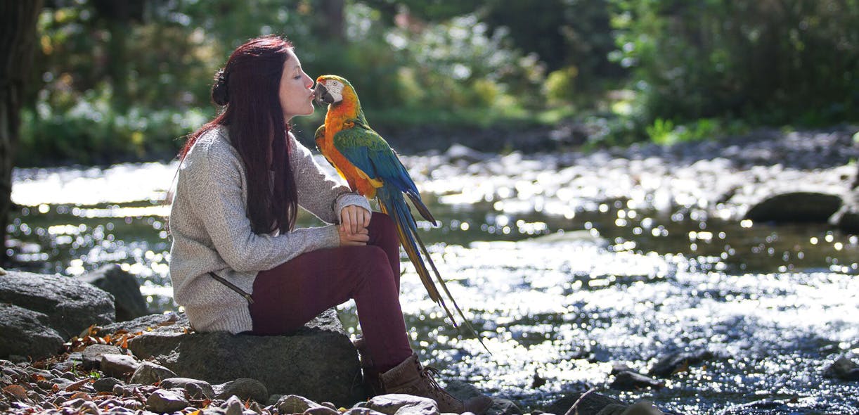 Is an exotic bird the right companion for me?