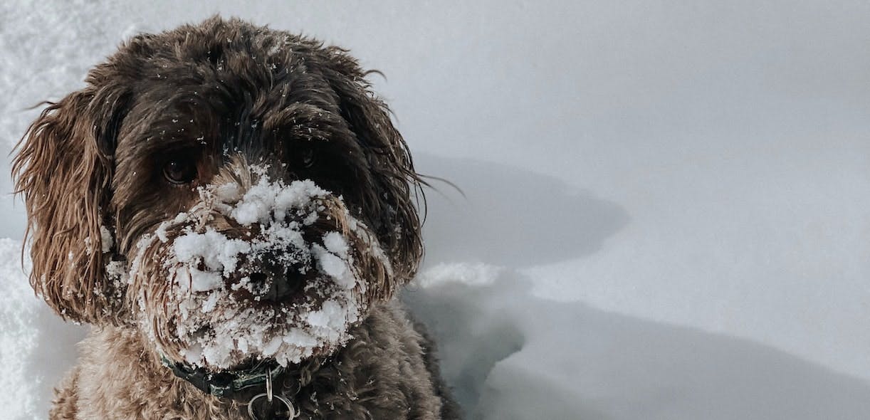 Snow, dangerous for dogs?
