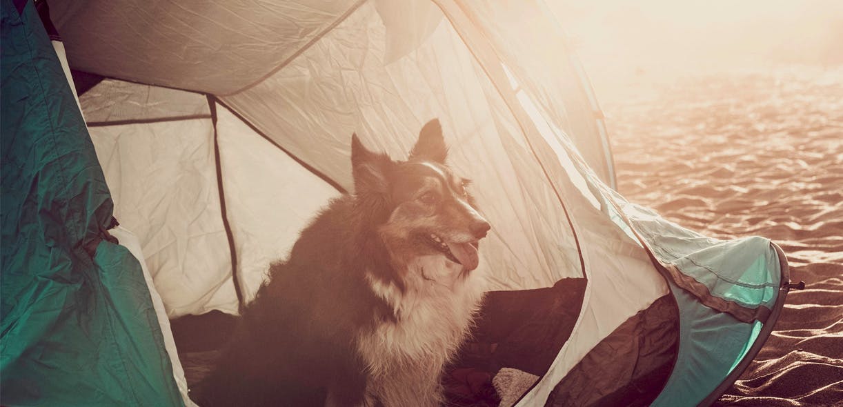 Camping with your pets