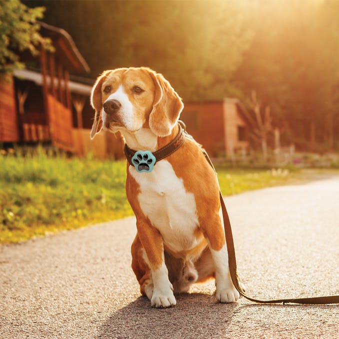 Track your dog's treks