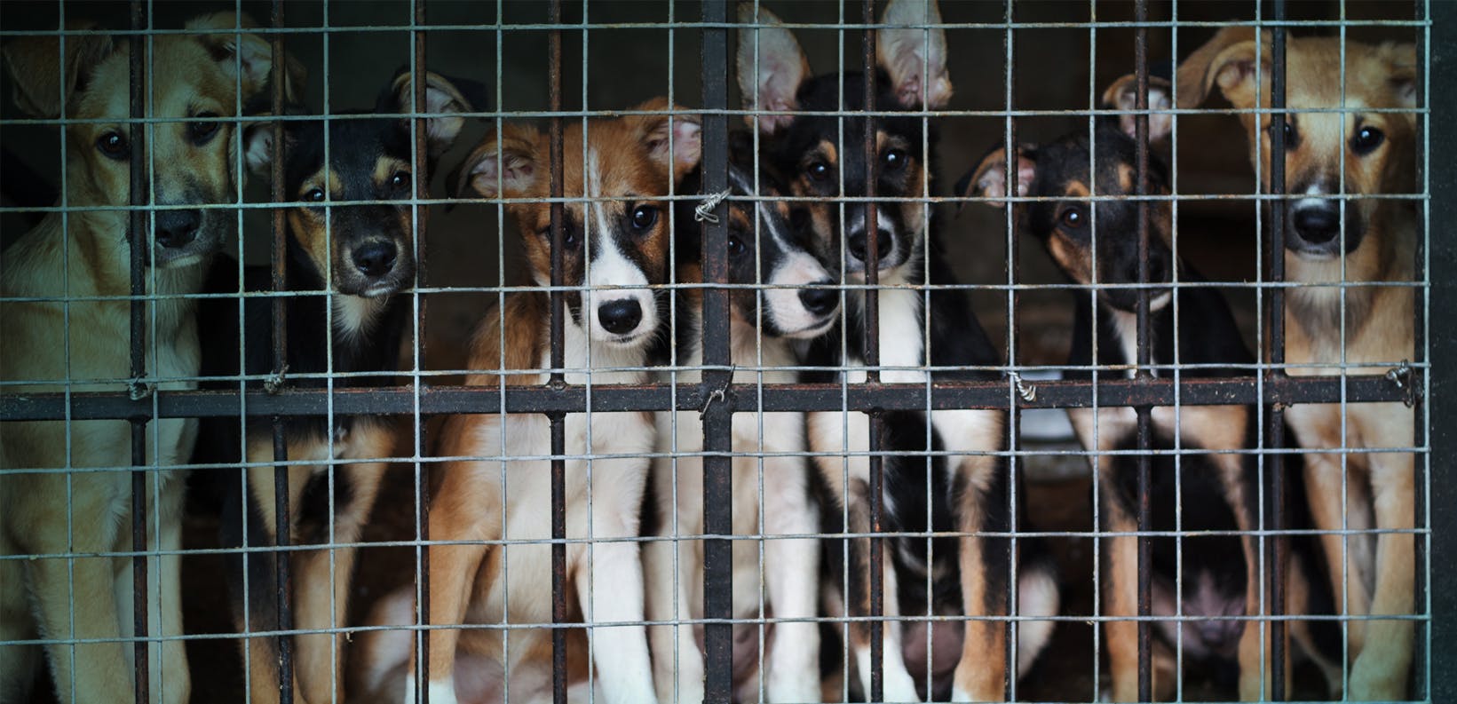 The thorny problem of puppy mills