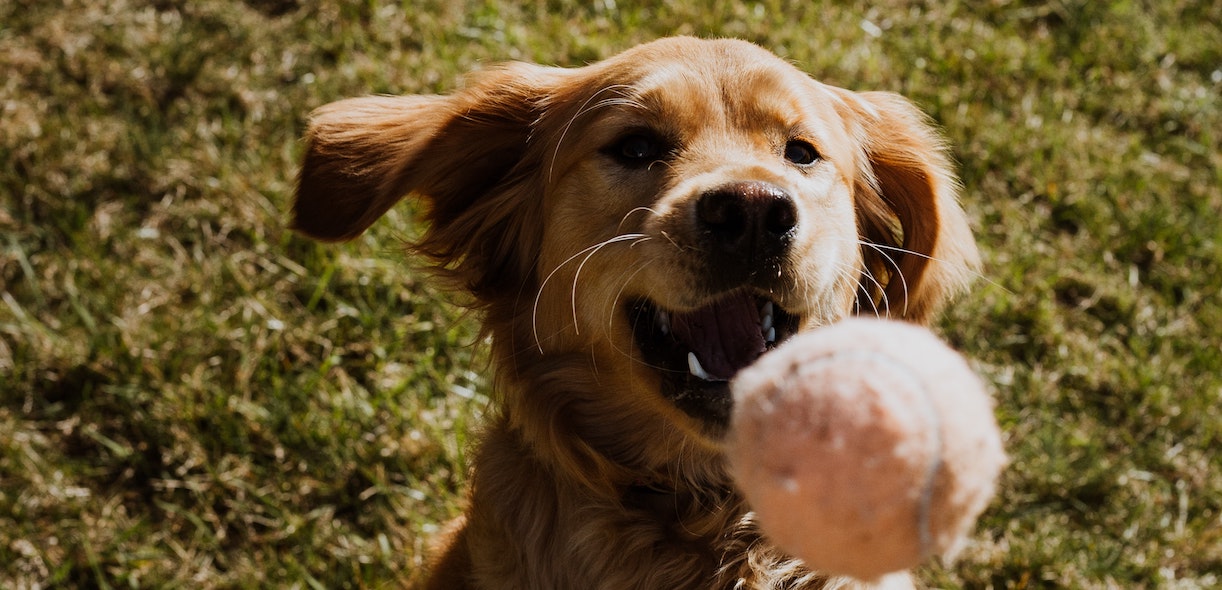 Challenges to help boost fun time with your furry friends!