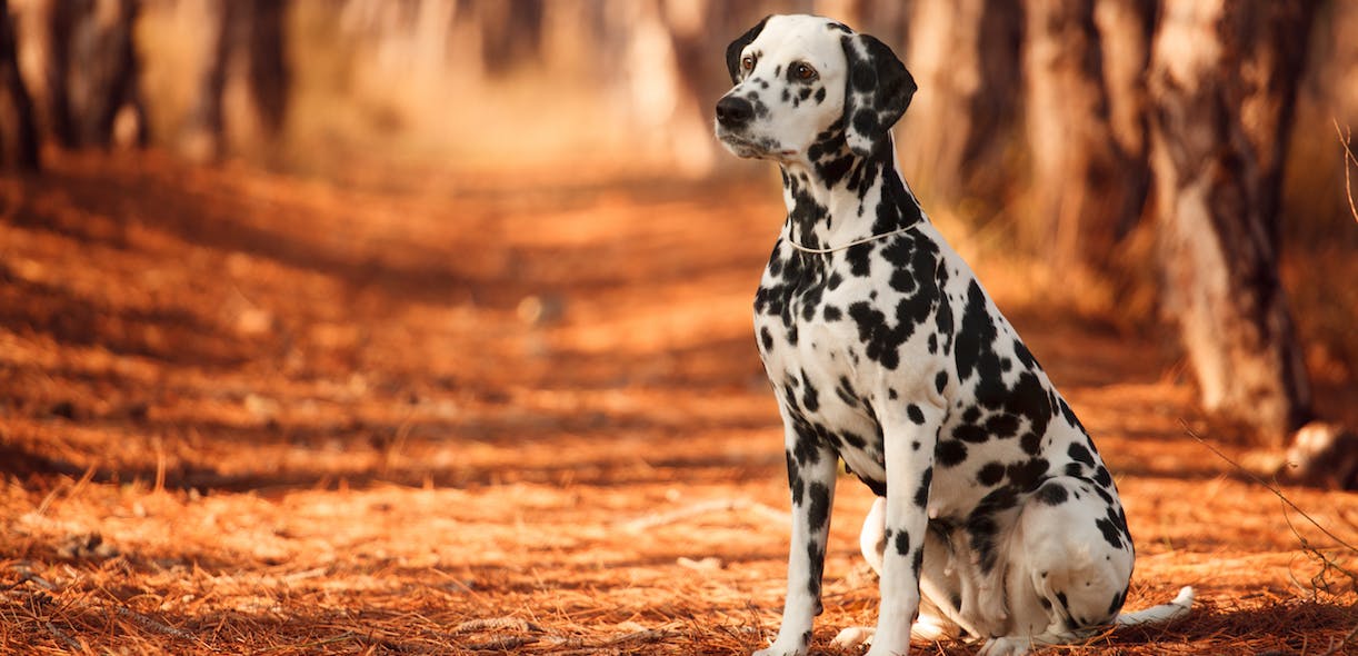Dalmatian, the firefighter’s favourite breed