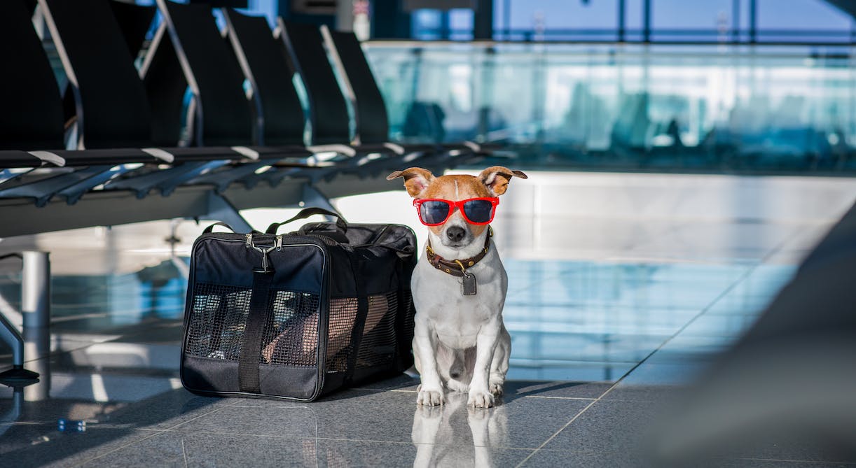 Brief guide to air travel with your companion animal
