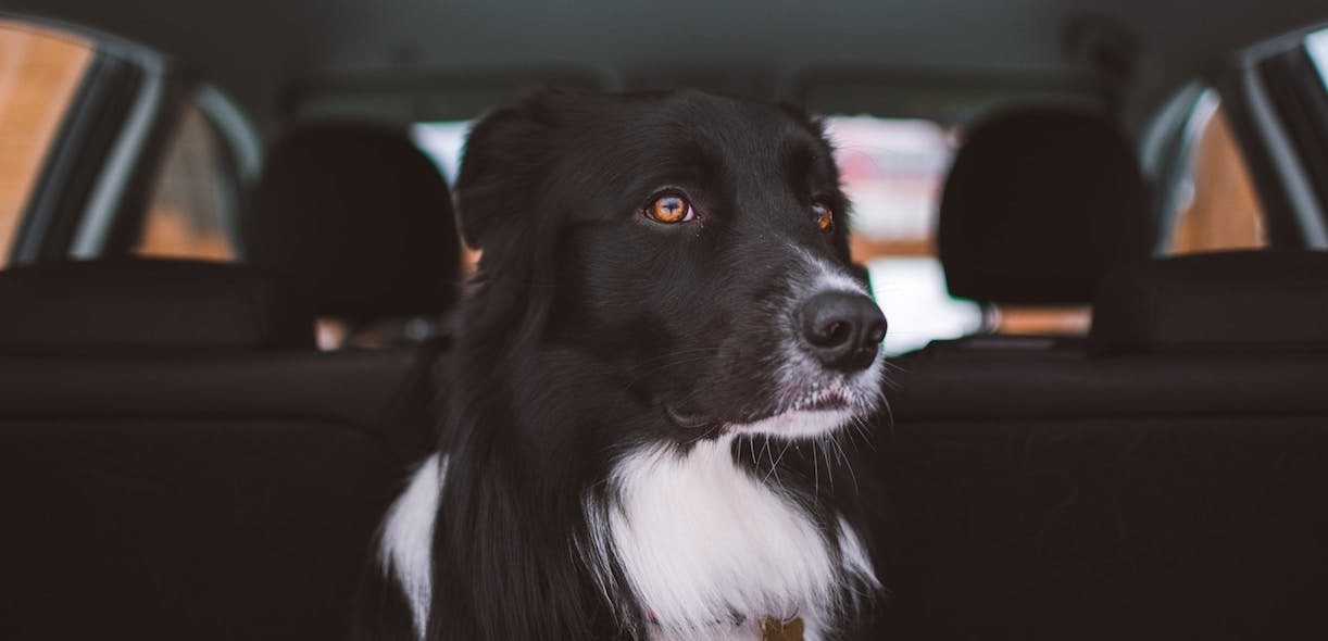 How to reduce your animal’s travel sickness