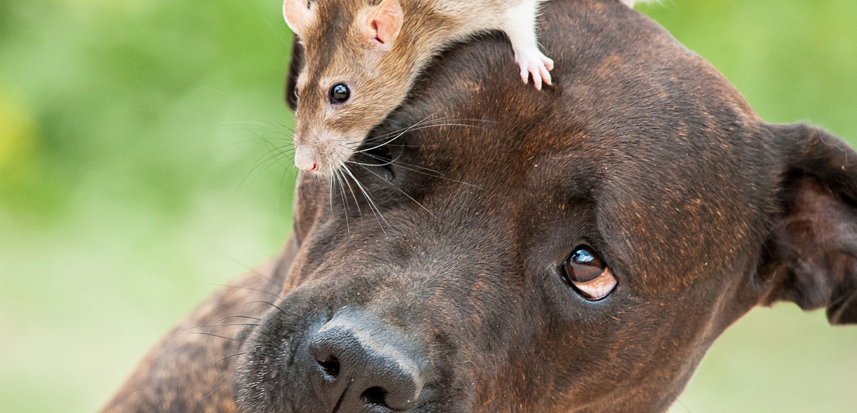 Big city living: Dogs and the danger of rats