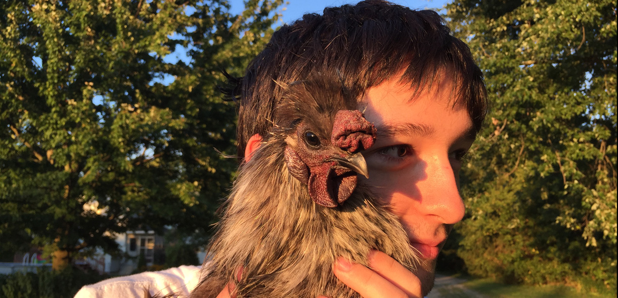 Healing with hens