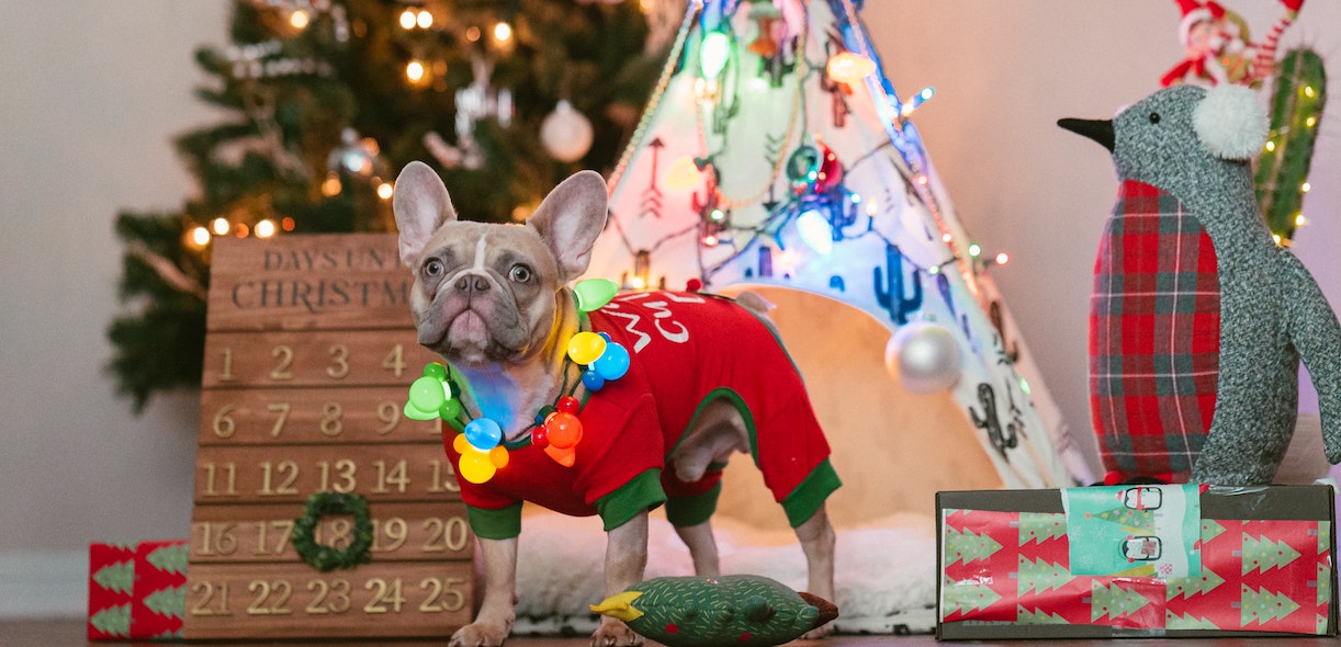 Gift ideas for dogs… and dog lovers