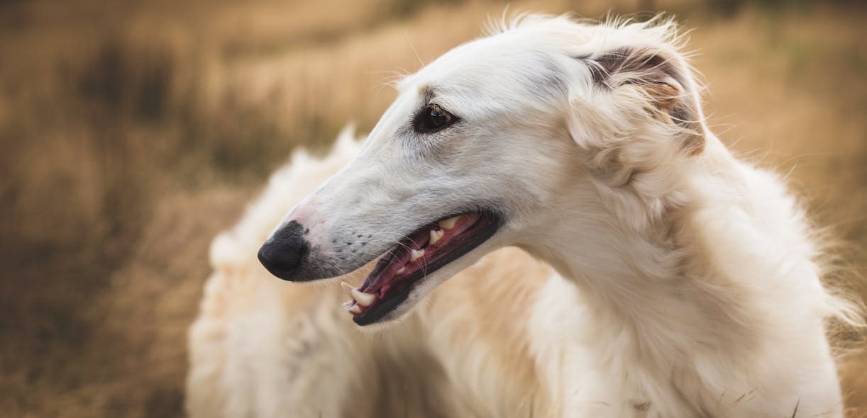 10 races de chiens les plus étonnantes