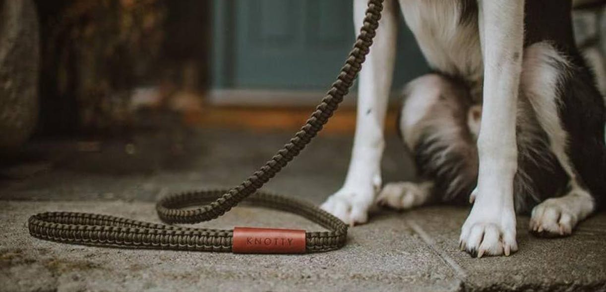 The new gold standard for leashes and collars