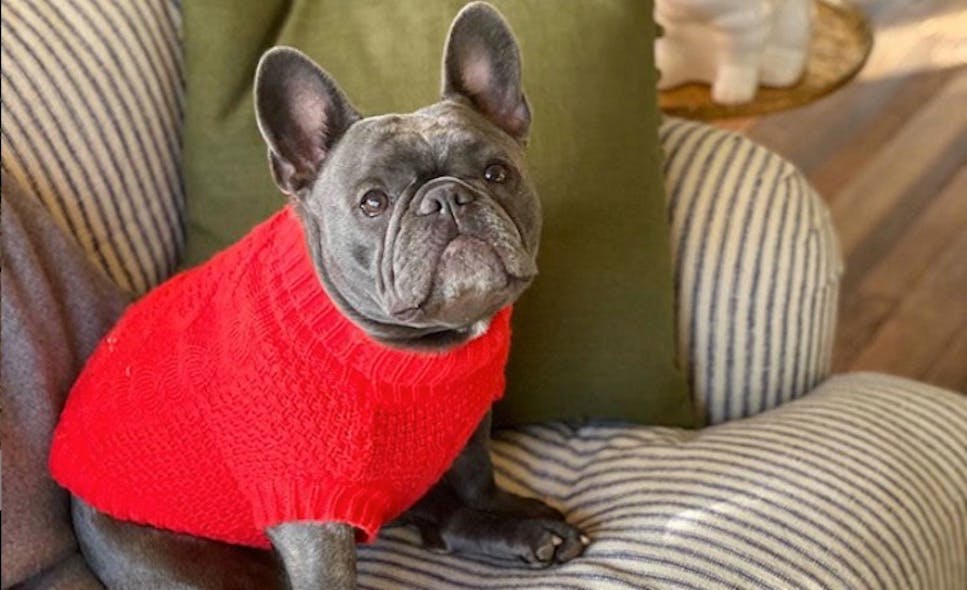 The cutest dogs and their American celebrity owners