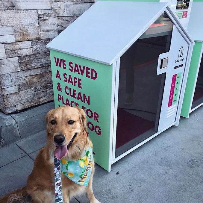 The “sidewalk sanctuaries” transforming city living with your dog