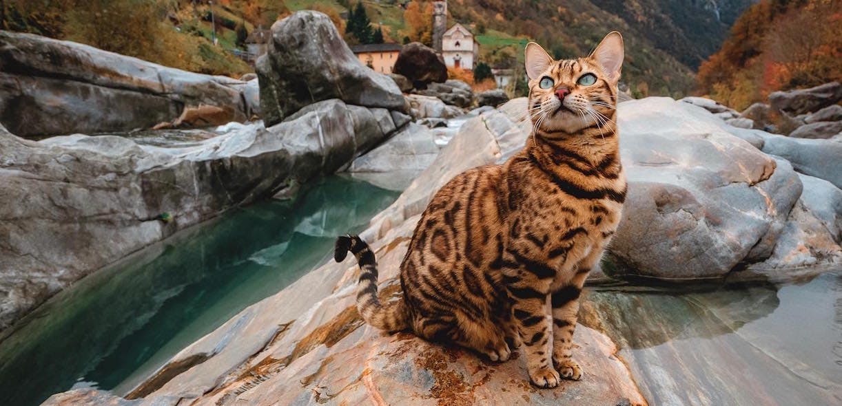 Un chat de bengal dans la nature