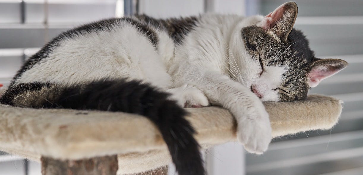 Picking the best cat tree for your pet