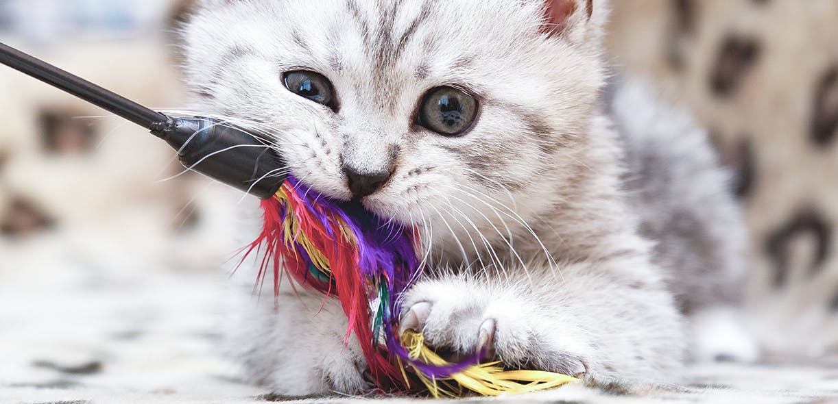 Your cat needs to play with you. Find out why.