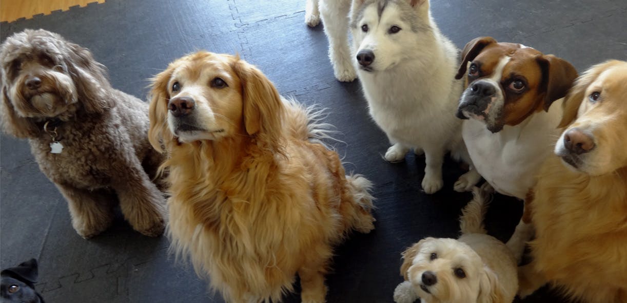 A day in the life of a dog daycare
