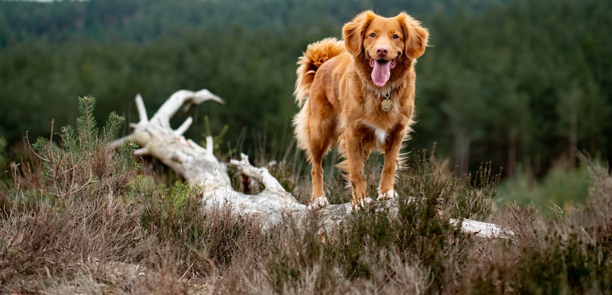 Country walks: watch out for dangers your dog may face