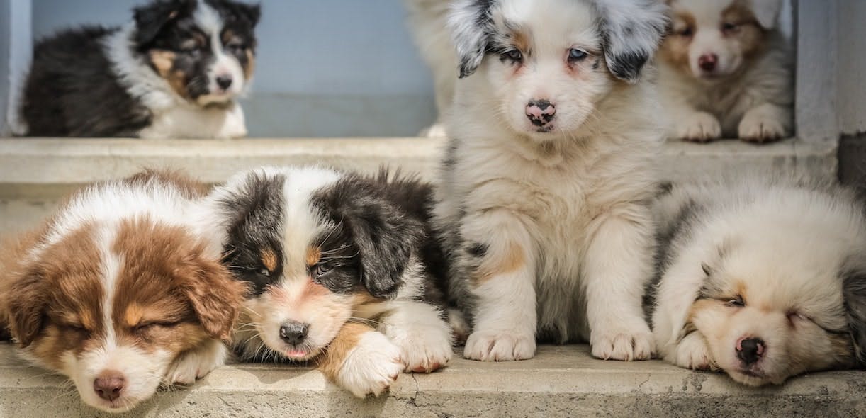 Adopting a puppy during a pandemic: think about it carefully!