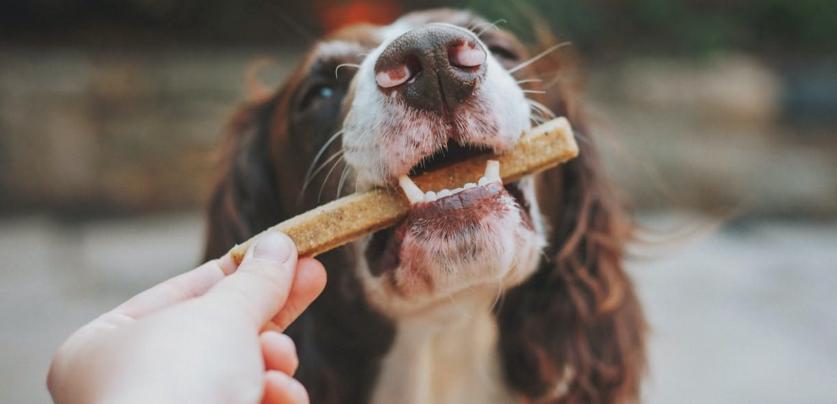 Too much of a good thing: why you don’t want to overuse treats