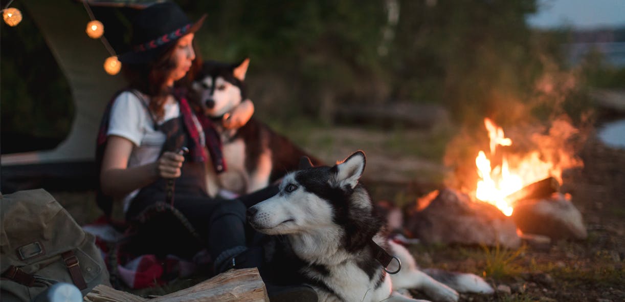 12 practical items when camping with your cat and dog