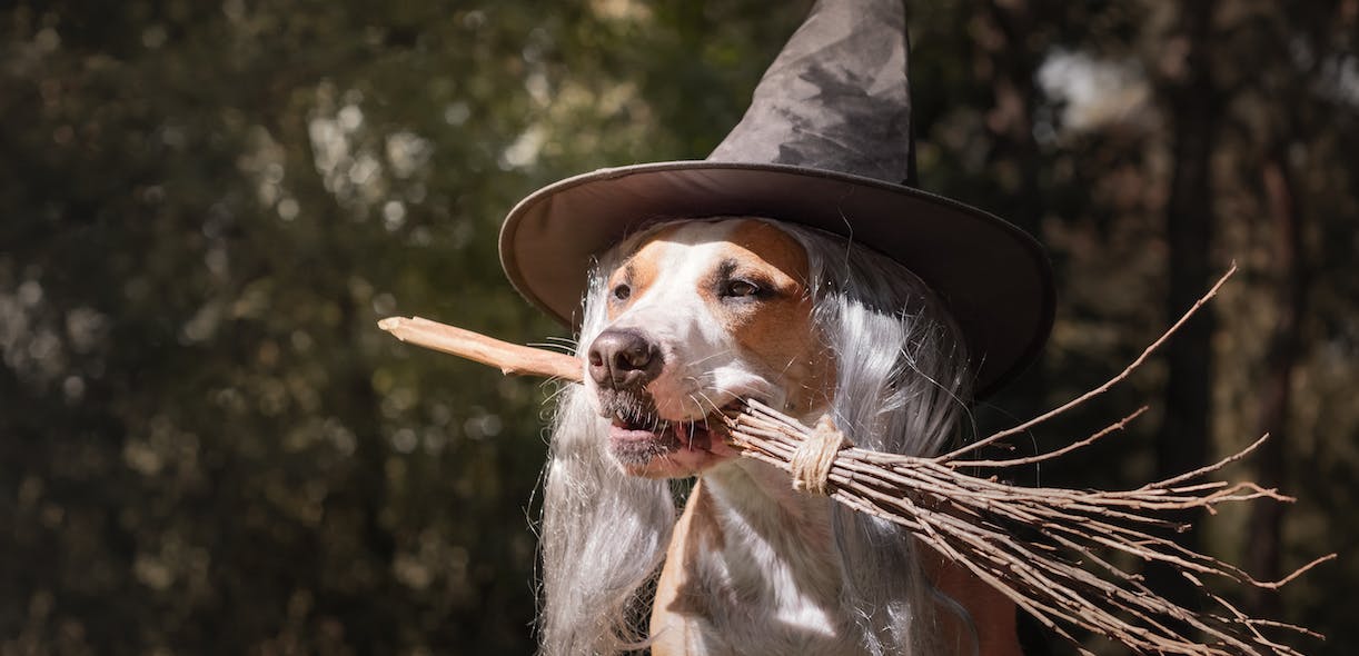 Halloween DIY: Costumes to make your dog proud