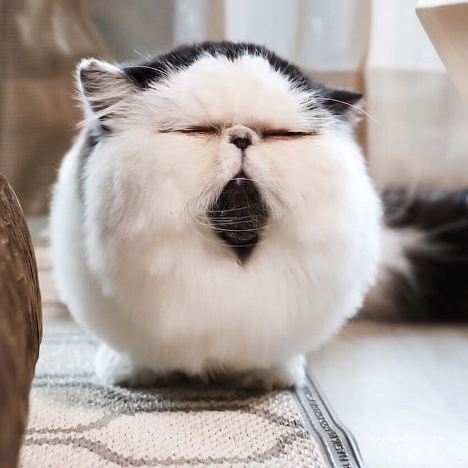 Zuu, the cat with the fluffy cotton-ball face
