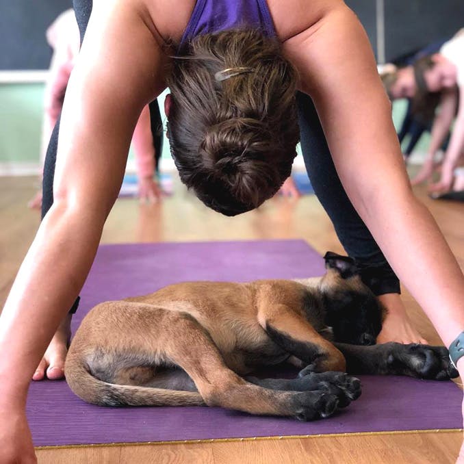 Puppy yoga: You, your mat and several bundles of fur