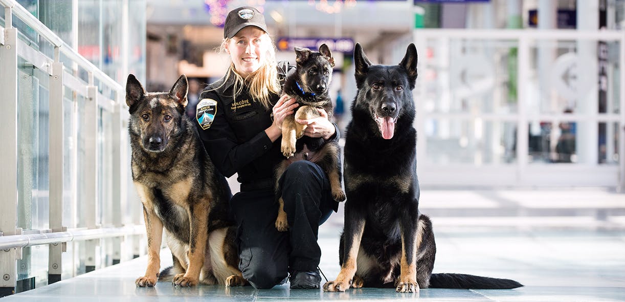 Sniffer dogs: Trained to keep you safe