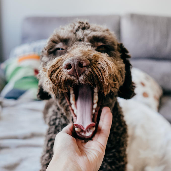 Yawn! Your dog’s copying you