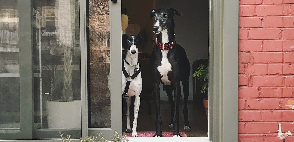 The courage of Galgos