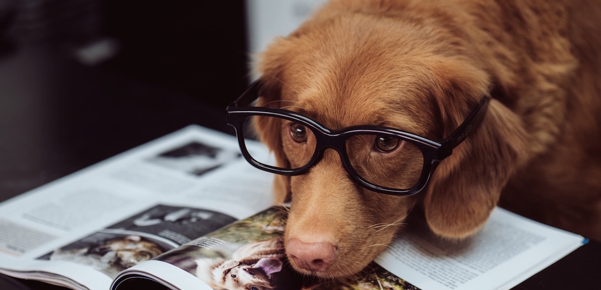 3 key facts about canine intelligence
