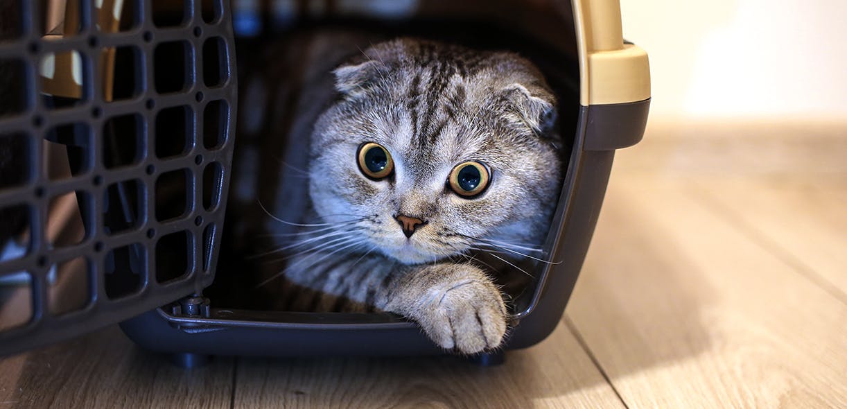 Tips to help your cat with cage and transport anxieties