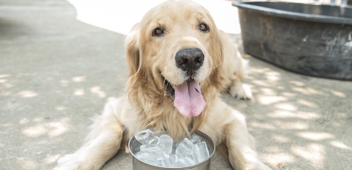 Healthy summer treats for cats and dogs