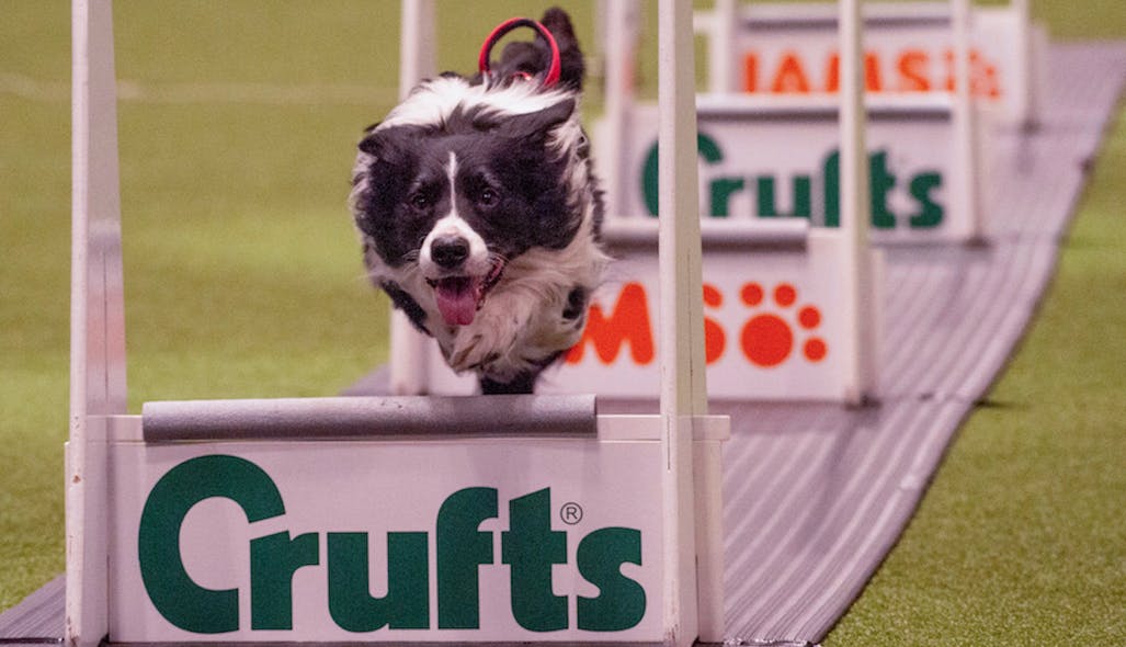 A taste of Crufts, the largest dog show in the world
