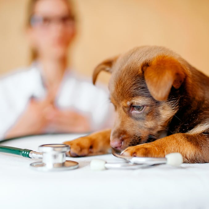 Services essentiels: les vétérinaires en font partie