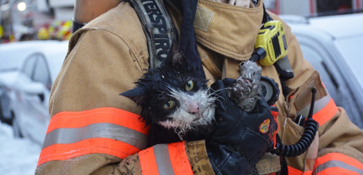 Les pompiers au secours de nos animaux