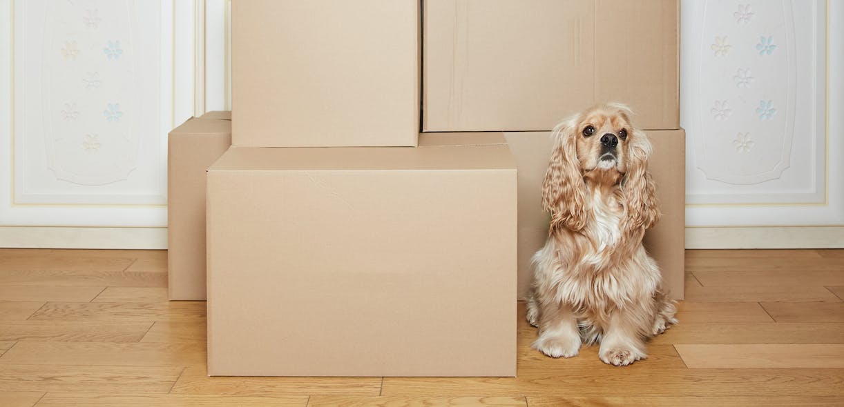 Moving homes with your pet: A short guide