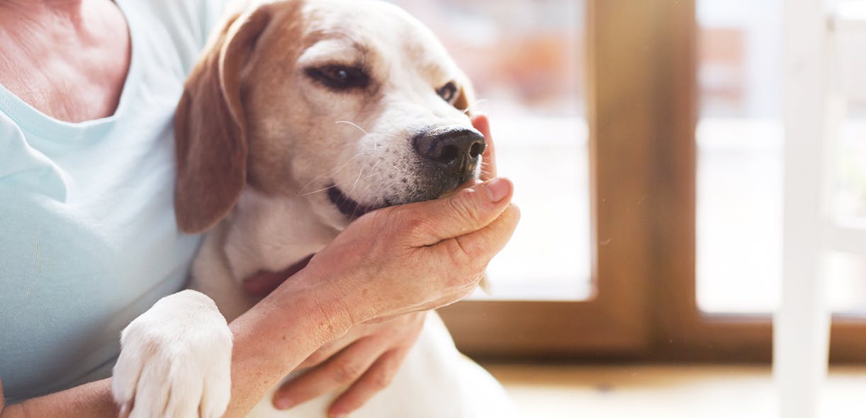 Your ageing pet: What to watch for, what to do, how to cope