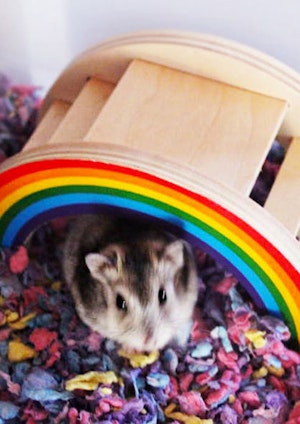 Somewhere over the (hamster's) rainbow