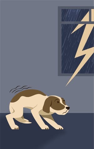 Storms and fireworks: Soothing your animal’s fears