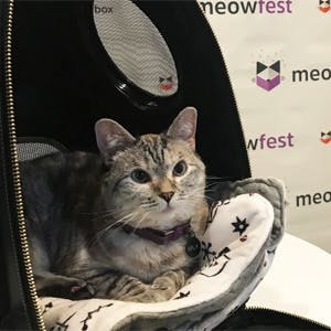 Everything's cat-fabulous at meowfest