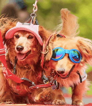 Woofstock 2019 – the year’s gone by so fast!