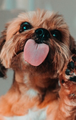 Pet videos on TikTok: we can’t get enough of them!