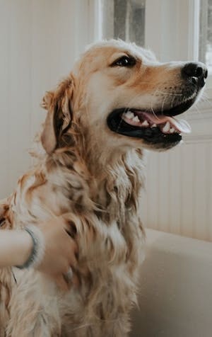 Homemade dog shampoo