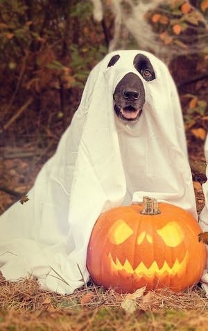 Four Halloween costume ideas for your furry friends
