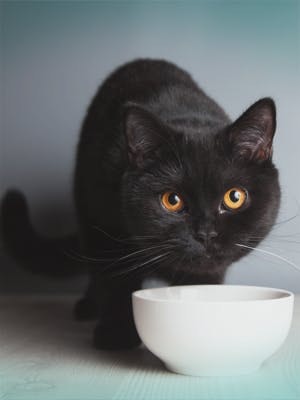Celebrating black cats